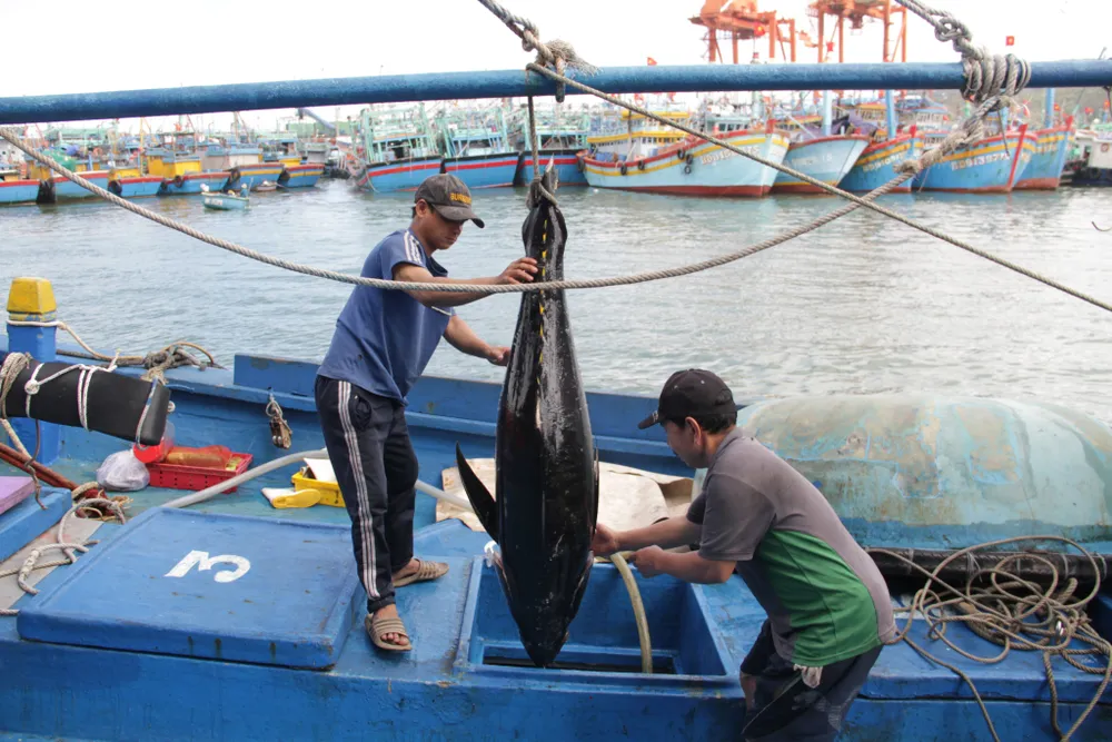 Thị xã Hoài Nhơn là địa phương có đội tàu câu cá ngừ đại dương lớn nhất cả nước. Ảnh TX Thị xã Hoài Nhơn là địa phương có đội tàu câu cá ngừ đại dương lớn nhất cả nước. Ảnh TX