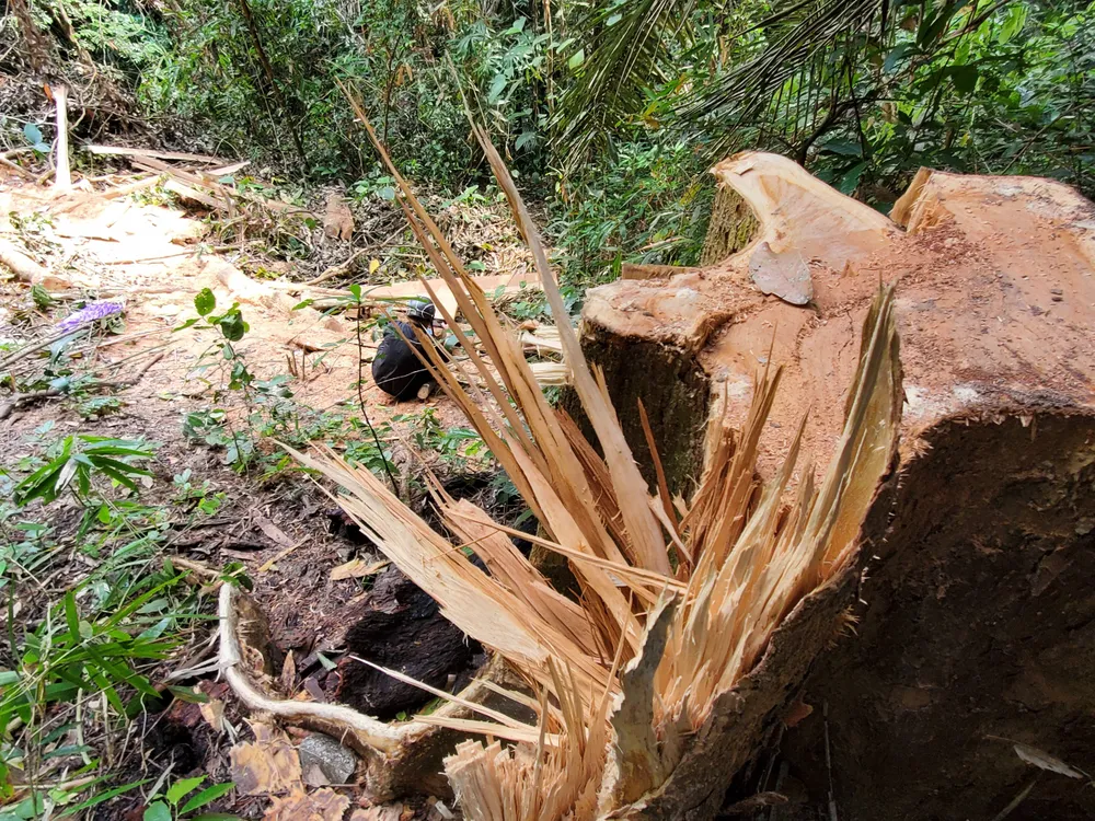 Vụ phá rừng xảy ra trên địa bàn huyện Vân Canh. Ảnh: ON Vụ phá rừng xảy ra trên địa bàn huyện Vân Canh. Ảnh: ON