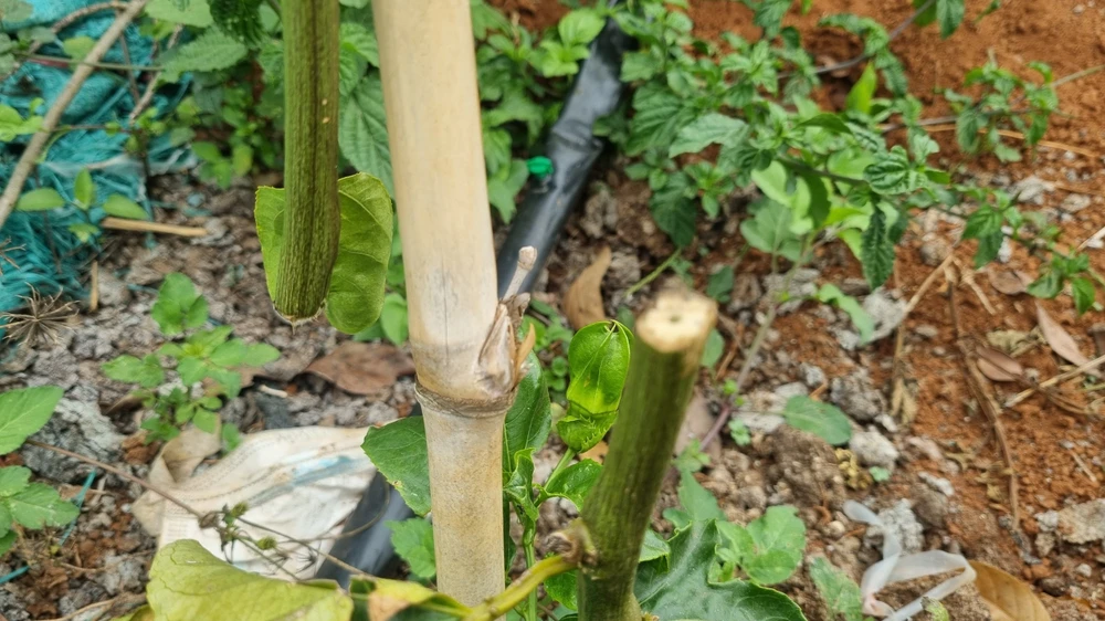 Gia đình mong muốn cơ quan chức năng sớm tìm ra thủ phạm. Ảnh KX