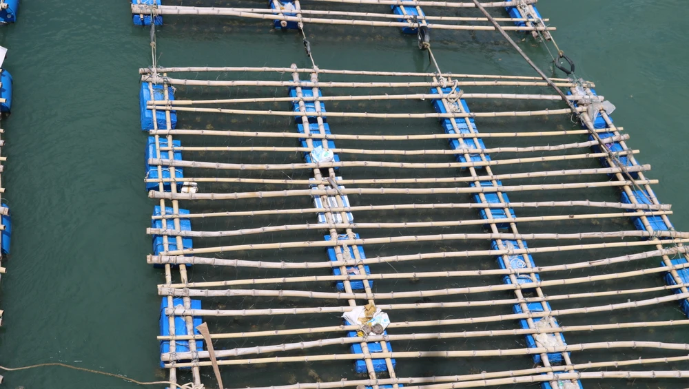 Một lồng bè trái phép tại cầu Đề Gi. Ảnh: QN Một lồng bè trái phép tại cầu Đề Gi. Ảnh: QN