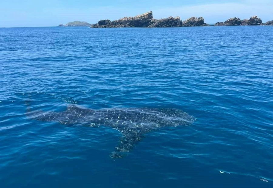 Du khách thích thú khi bắt gặp cá mập voi đang săn mồi. Ảnh Nhật Phong.