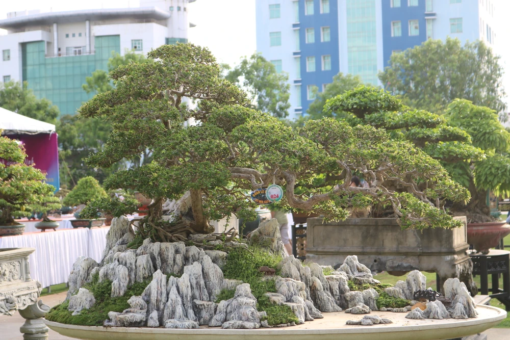 Cây cảnh kết hợp với đá tạo nên tác phẩm nghệ thuật độc đáo. Ảnh:QN