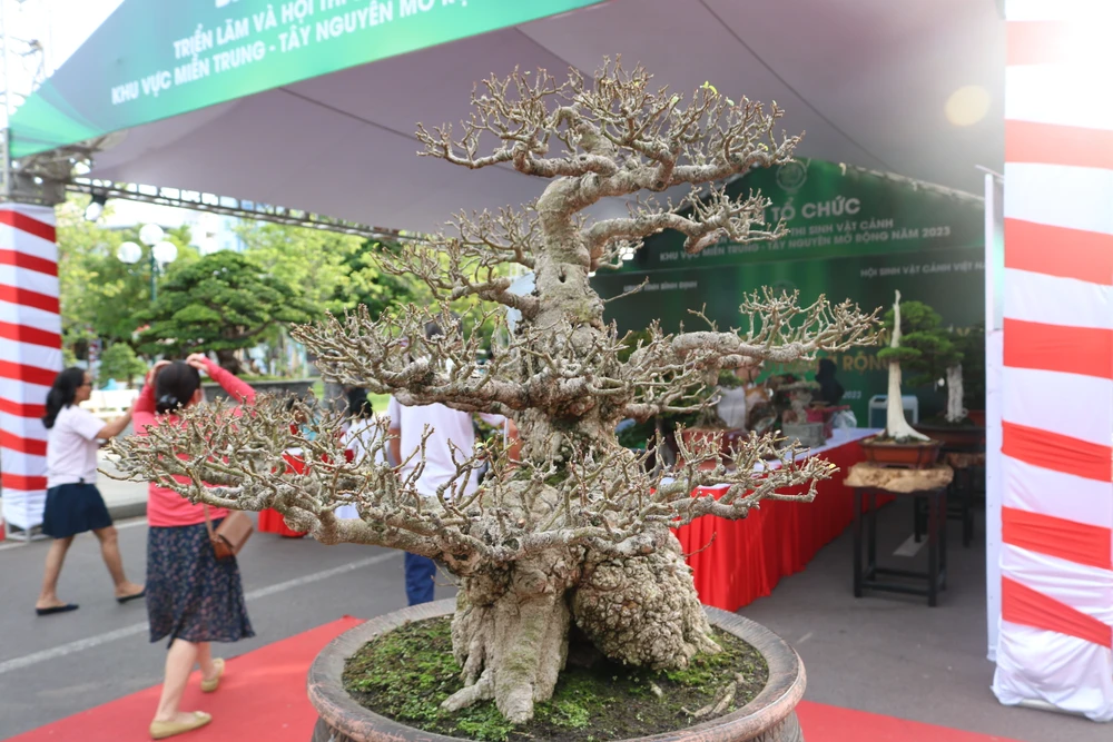 Ban tổ chức Hội SVC Việt Nam đánh giá triển lãm lần này đã làm nên không gian hoành tráng, thể hiện sự hùng hậu, đa sắc và giá trị cao về văn hóa, kinh tế của ngành sinh vật cảnh.Ảnh: QN