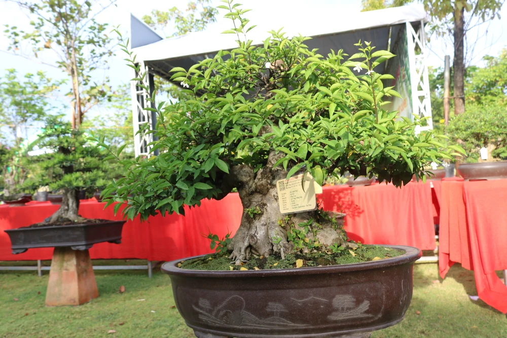 Tham dự triển lãm lần này có gần 20 tổ chức Hội SVC của các tỉnh, thành phố, nhiều CLB, nghệ nhân, các nhà vườn...Ảnh: QN