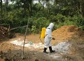 Bình Phước xuất hiện ổ dịch tả heo châu Phi ảnh 2 Phát hiện thêm ổ dịch tả heo châu Phi tại Thừa Thiên - Huế