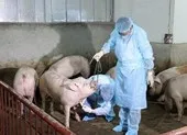 Bình Phước đã xuất hiện 14 ổ dịch tả heo châu Phi ảnh 2 'Dính' dịch tả heo châu Phi, tỉnh Vĩnh Long họp khẩn