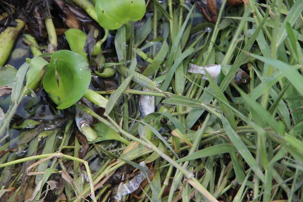 Bình Dương: Nước suối chuyển thành màu xanh, bốc mùi khó chịu ảnh 5