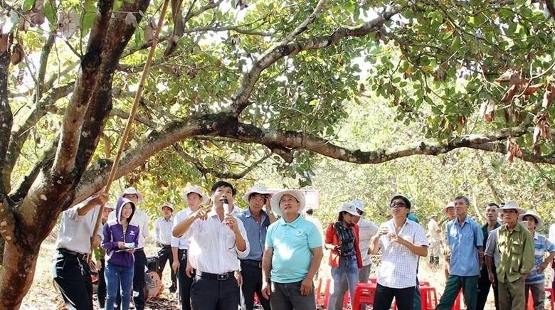 Các ngành, chính quyền địa phương tỉnh Bình Phước thường xuyên tập huấn, hướng dẫn người đồng bào dân tộc thiểu số chăm sóc cây điều. Qua đó, lồng ghép tuyên truyền cho người dân không bán điều non, vay lãi nặng và bán đất. Ảnh: TT