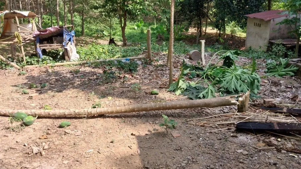 Cây trồng của người dân bị voi phá trên đường di chuyển. Cây trồng của người dân bị voi phá trên đường di chuyển.