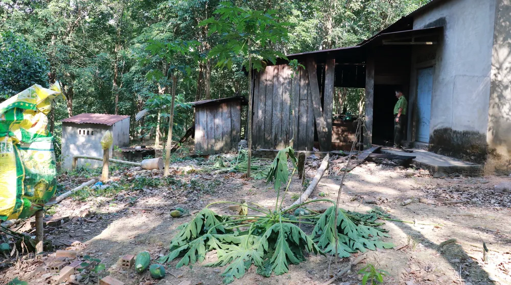 Nhà bếp của một ngôi nhà rẫy bị voi rừng phá để ăn muối và gạo. Nhà bếp của một ngôi nhà rẫy bị voi rừng phá để ăn muối và gạo.