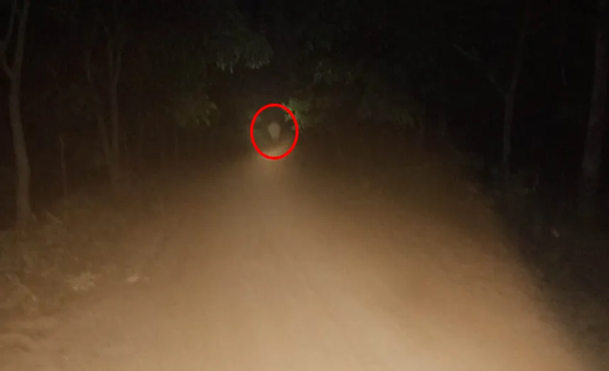 Một con voi rừng xuất hiện trong đêm 19-3 được người dân chụp hình lại. Một con voi rừng xuất hiện trong đêm 19-3 được người dân chụp hình lại.