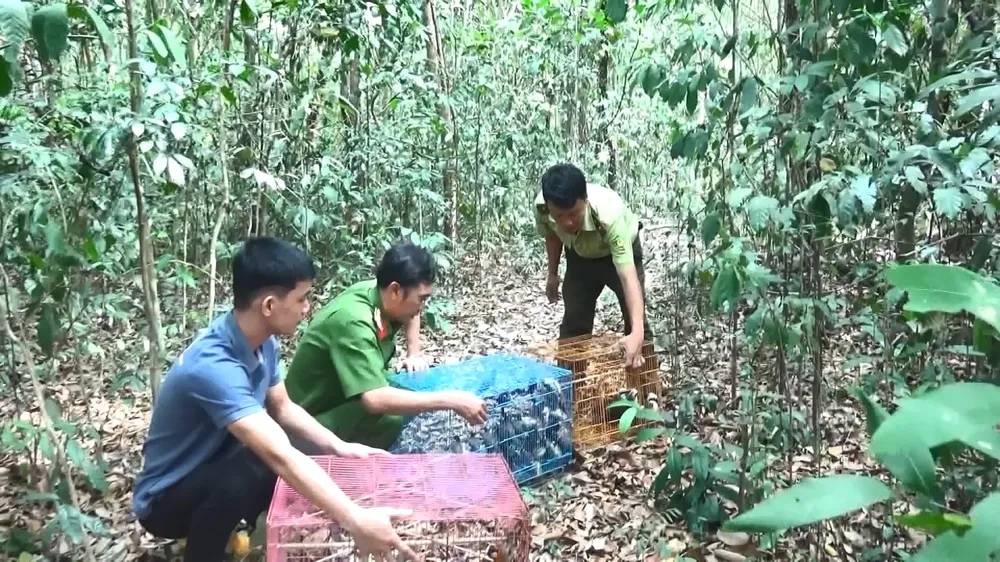 Nhiều loại chim quý được thả về rừng. Ảnh: LÊ ÁNH