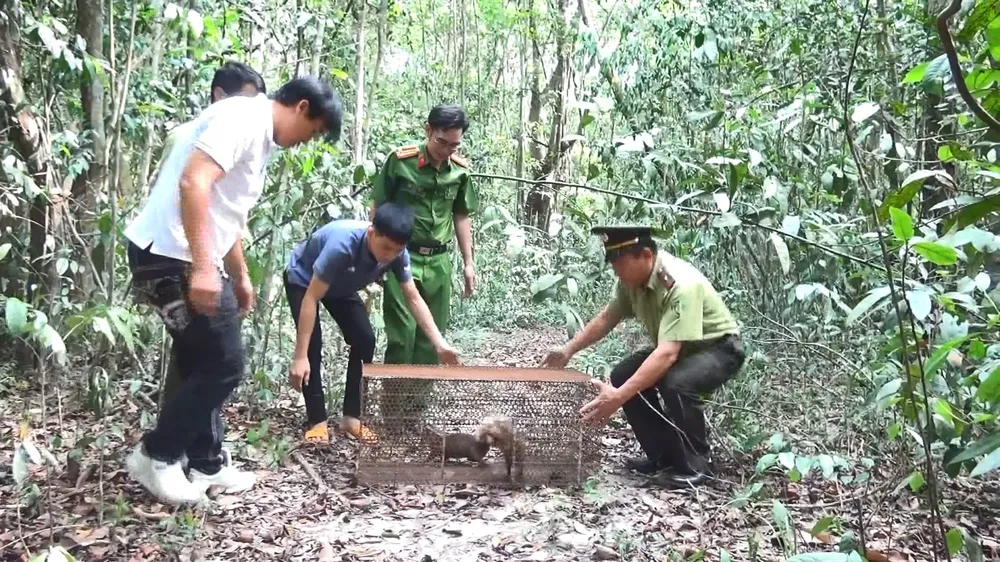 Hai cá thể Chồn bạc má được thả về rừng. Ảnh: LÊ ÁNH