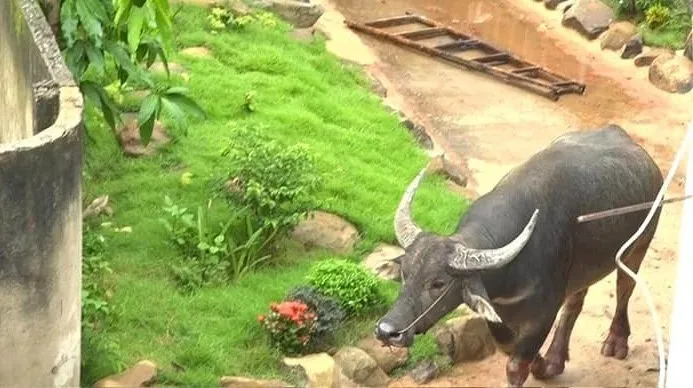 Con trâu hung hãn tấn công người dân. Ảnh: VĂN TÂM Con trâu hung hãn tấn công người dân. Ảnh: VĂN TÂM