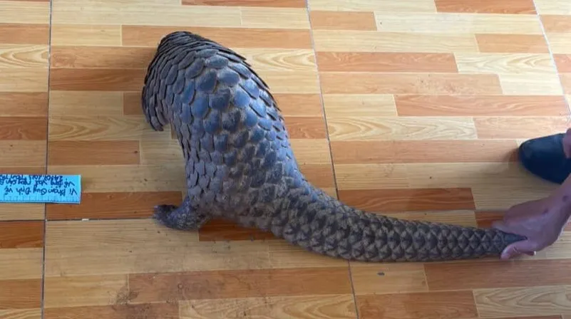 Con Tê Tê đang mang đi bán thì bị phát hiện. Ảnh: CA Con Tê Tê đang mang đi bán thì bị phát hiện. Ảnh: CA