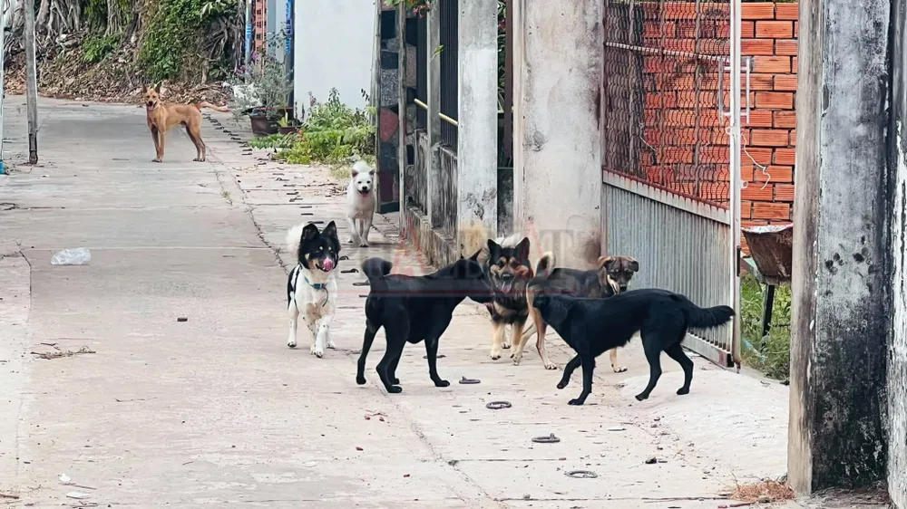 chó thả rông (1).jpg