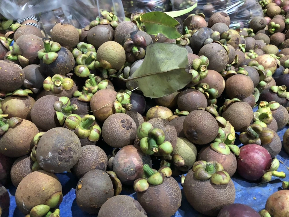 Măng cụt ở Lái Thiêu (Bình Dương) nổi tiếng vì vị ngon đặc biệt hơn những vùng khác. Ảnh: TL măng cụt (1).jpg
