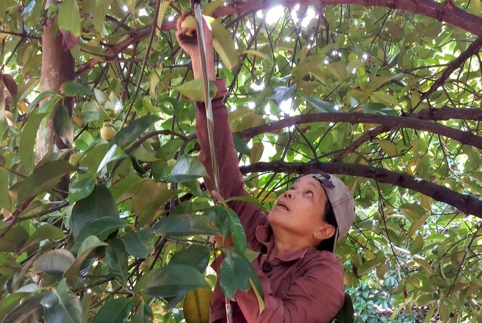 Các chủ nhà vườn đều 'than', năm nay măng cụt mất mùa. Ảnh: LA măng cụt.jpg