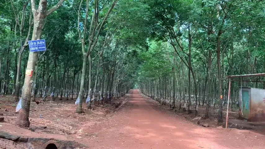 Khu vực bảo vệ nông trường bị truy sát. Ảnh: TT bảo vệ nông trường.jpg