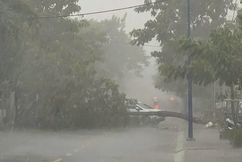 cột điện, cây xanh (4).jpg