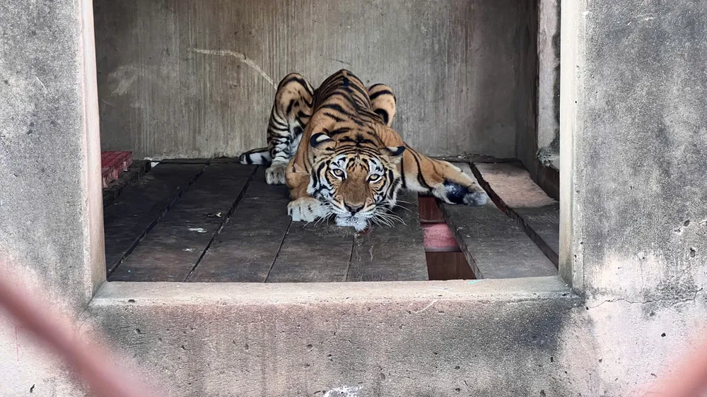 động vật (3).jpg