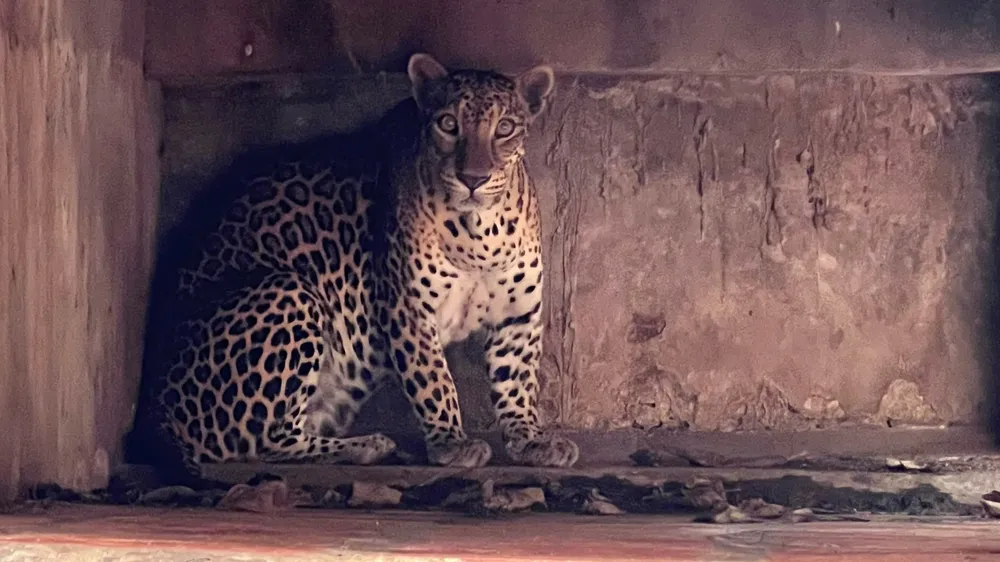 động vật (5).jpg