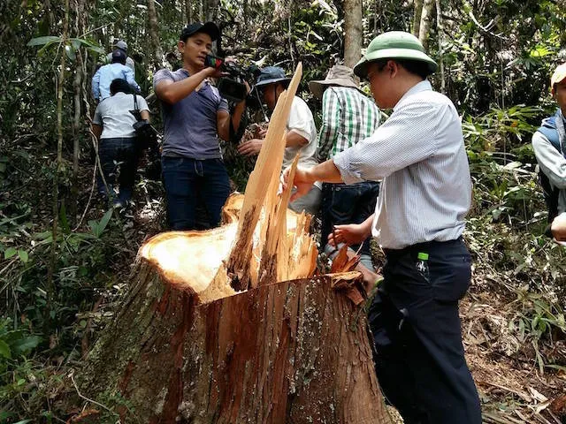Phó Chủ tịch UBND tỉnh Quảng Nam Lê Trí Thanh kiểm tra hiện trường vụ phá rừng trong ngày 20-7. Ảnh: TH.