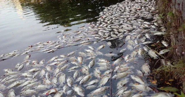 Chủ yếu là cá rô phi bị chết và chết cạnh khu vực cống xả từ sân bay ra hồ. Ảnh: LÊ PHI.