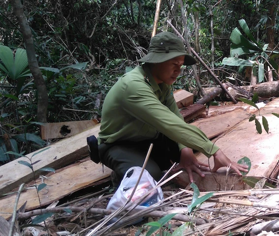 Lực lượng chức năng liên tục phát hiện gỗ pơ mu bị chặt phá tại Quảng Nam. Ảnh: HT.