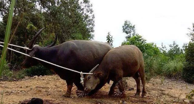 Hai con "trâu điên" sập bẫy. Ảnh: Nguyễn Do.