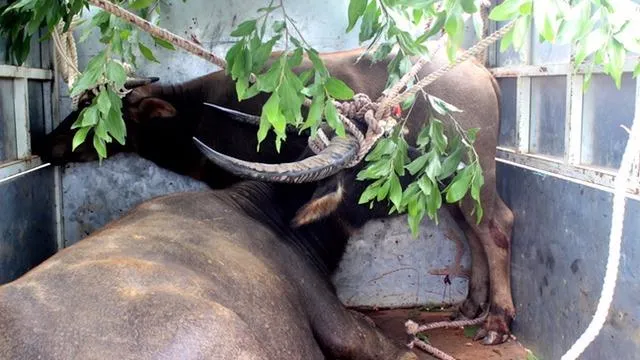 Các thợ săn sẽ được nhận 60% giá trị trâu điên sau khi được đem bán. Ảnh: Nguyễn Do.