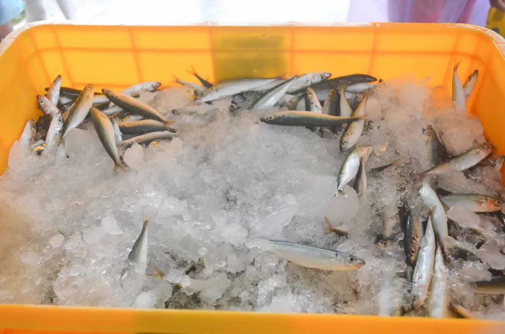 Ngư dân Quảng Ngãi trúng đậm cá biển đầu năm ảnh 7