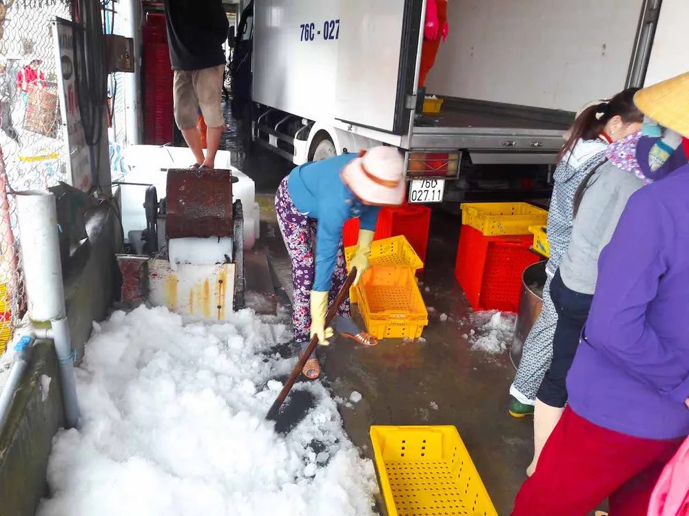 Ngư dân Quảng Ngãi trúng đậm cá biển đầu năm ảnh 8