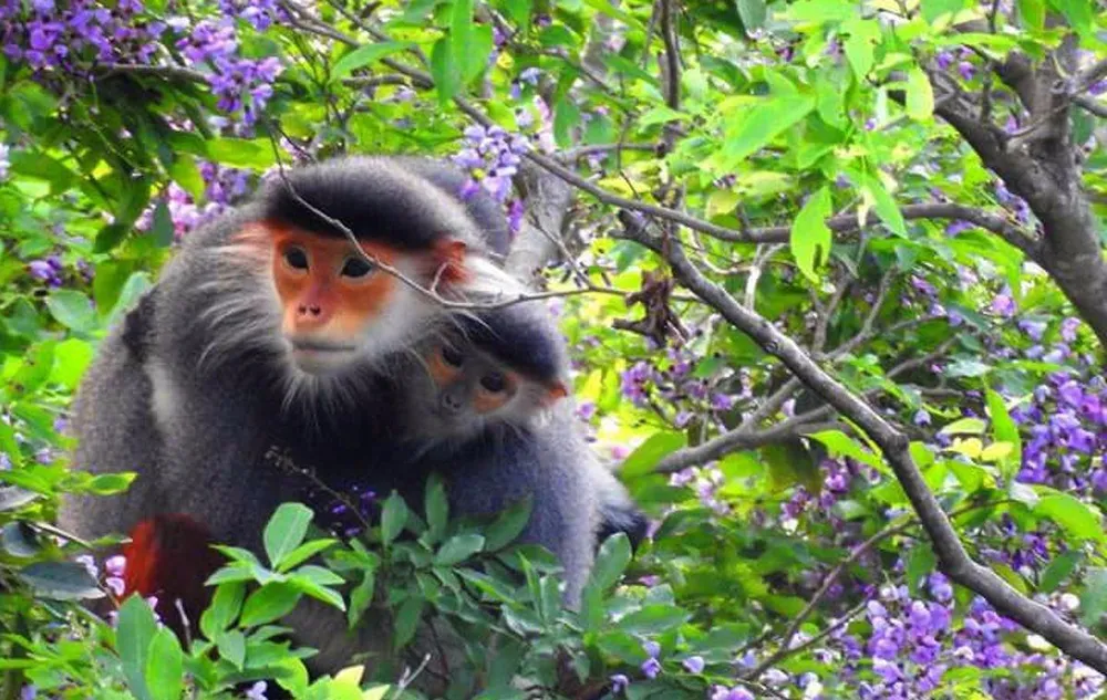 Hai cá thể voọc chà vá chân nâu