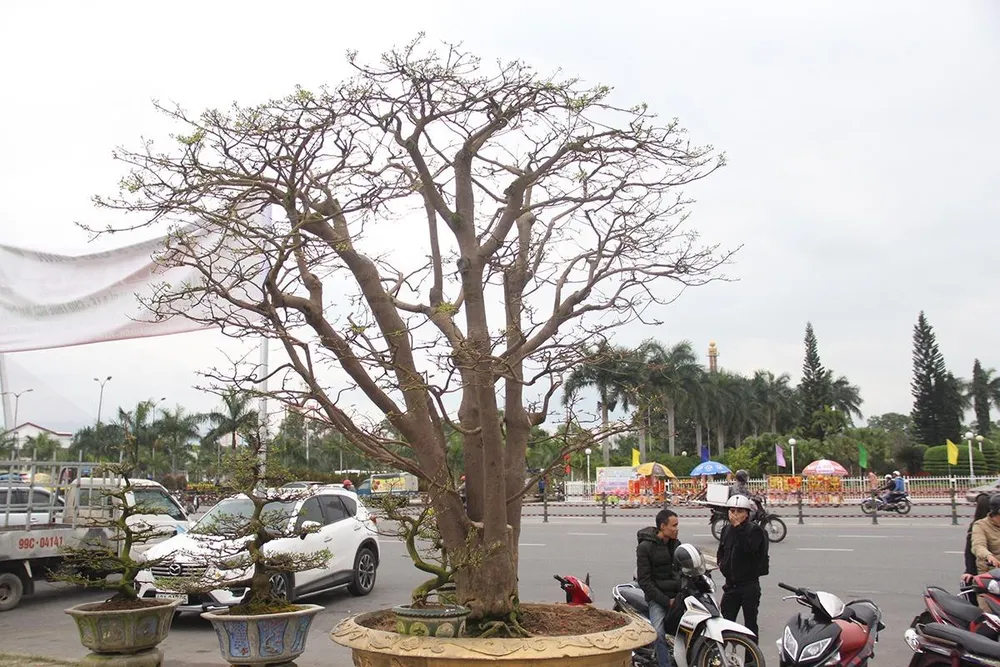 Anh Trương Hoài Phong (32 tuổi, TP Pleiku, tỉnh Gia Lai) chủ cây mai 2 tỉ đồng, cho biết đây là cây hơn 100 năm tuổi, cao trên 3m, đang úp nụ, cận Tết sẽ nở rất đẹp. 