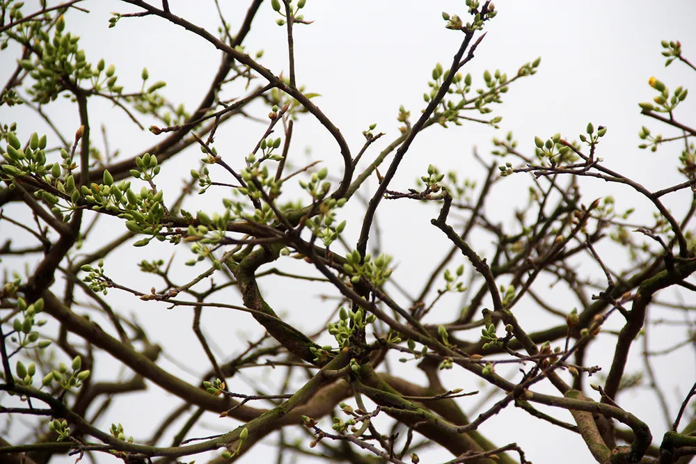 Cây mai này được gia đình anh mua về chăm sóc cách đây 20 năm