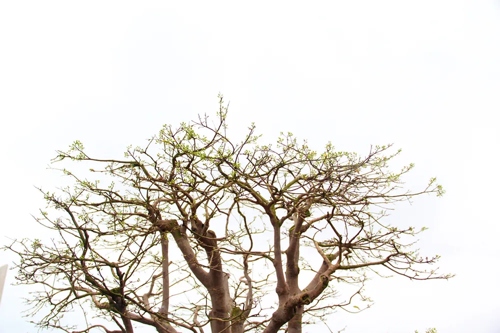 iểm độc đáo của gốc mai này là thân gồm 5 nhánh lớn mang ý nghĩa là trực sinh, ngũ phúc