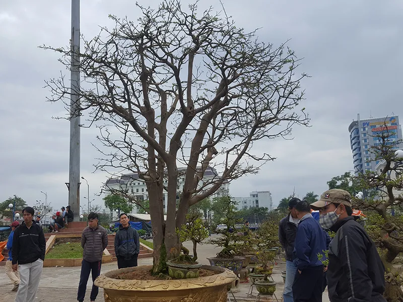 Rất nhiều người dân đến ngắm cây mai quý, nhưng cái giá 2 tỉ khiến nhiều người chỉ biết xem rồi về