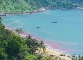 Nước biển đen ngòm kèm mùi hôi tại biển Đà Nẵng ảnh 4 Vệt nước đỏ ở biển Đà Nẵng là ấu trùng ruốc