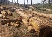Rừng Quảng Nam lại bị chặt phá không thương tiếc ảnh 5 Bắt thêm người trong vụ chủ tịch xã nhận tiền ‘bảo kê’