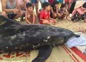 Người dân túc trực bên cá heo sau nhiều lần giải cứu bất thành