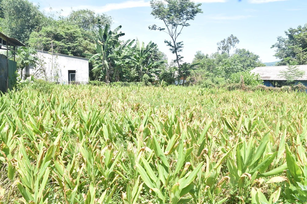 Nông dân Quảng Nam điêu đứng vì nghệ không ai mua ảnh 1