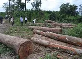 Chuyển công an vụ tận thu để khai thác gỗ ở Phú Yên
