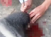 Voọc chà vá trèo vào cao tốc Đà Nẵng-Quảng Ngãi ảnh 2 Làm việc với người đăng clip ăn óc khỉ sống gây bất bình
