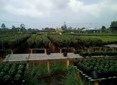 Làng hoa ở Đà Nẵng hối hả vào tết ảnh 9 Làng hoa Sa Đéc sắp tung hàng độc đón Tết