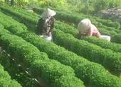 Làng quất Hội An trúng đậm dù chưa tới Tết ảnh 12 Checkin làng hoa Sa Đéc trước giờ trăm hoa đua nở