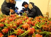 Ngư dân khóc ròng vì thương lái Trung Quốc không mua mực ảnh 3 Thanh long thê thảm: Giải cứu hay để thị trường quyết định?