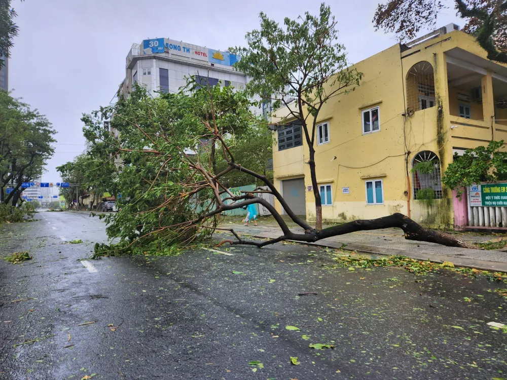 Cây ngã la liệt trong phố. Ảnh: TẤN VIỆT. Cây ngã la liệt trong phố. Ảnh: TẤN VIỆT.