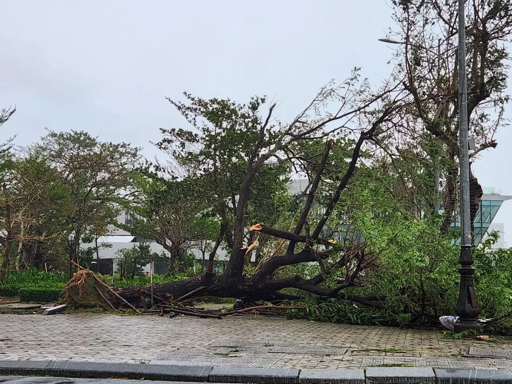 Nhiều cây lớn trên đường phố Đà Nẵng đổ gục trong bão. Ảnh: TẤN VIỆT. Nhiều cây lớn trên đường phố Đà Nẵng đổ gục trong bão. Ảnh: TẤN VIỆT.