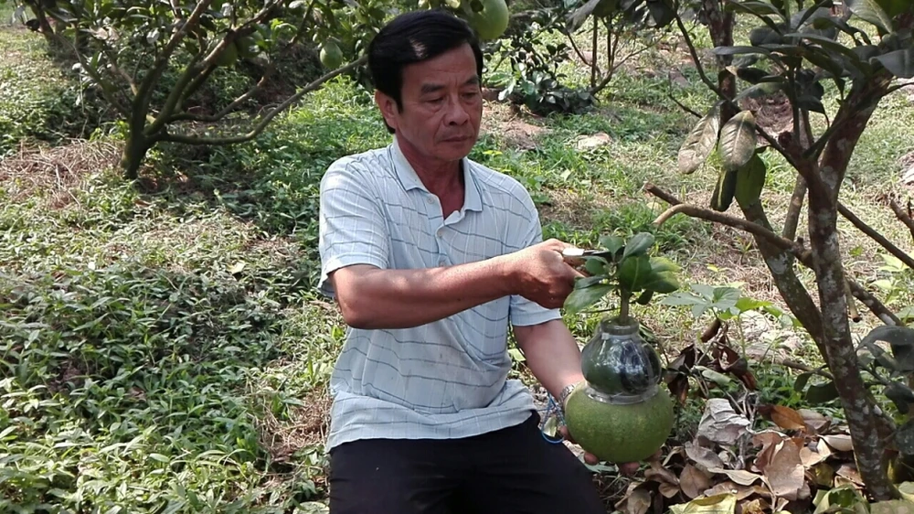 Ông Thành đang thu hoạch bưởi hồ lô Tài Lộc.